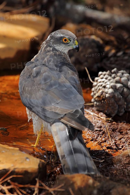Eurasian Sparrowhawk (Accipiter nisus) female on ground, Andalusia, Spain