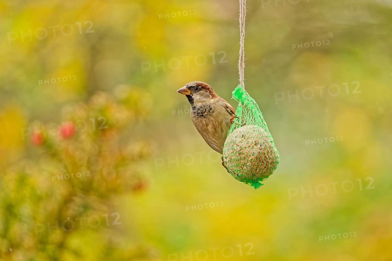 House sparrow (Passer domesticus) feeding from hanging suet feeder during light rain in autumn garden, Germany