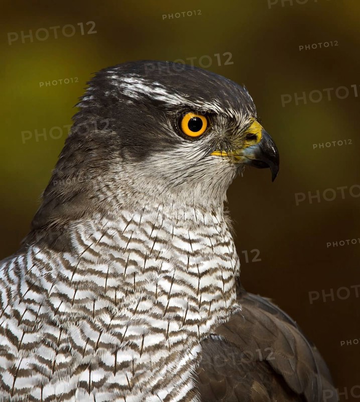 Northern Goshawk (Accipiter gentilis) female, Utrecht, Netherlands