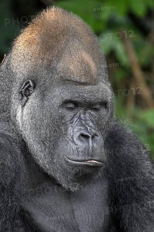 Western lowland gorilla (Gorilla gorilla gorilla) with eyes closed, Réserve Lésio-Louna nature reserve, near Moembe, Plateau department, Republic of Congo
