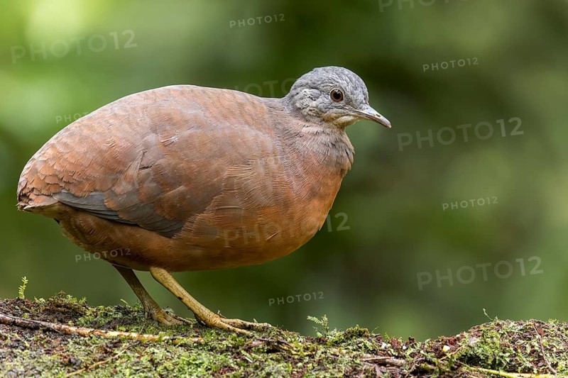 Llittle Tinamou (Crypturellus soui) perched on a branch in Colombia, South America