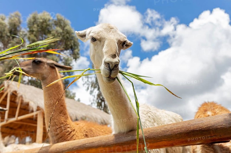 Alpaca and Llama Farm, near Cusco, Peru