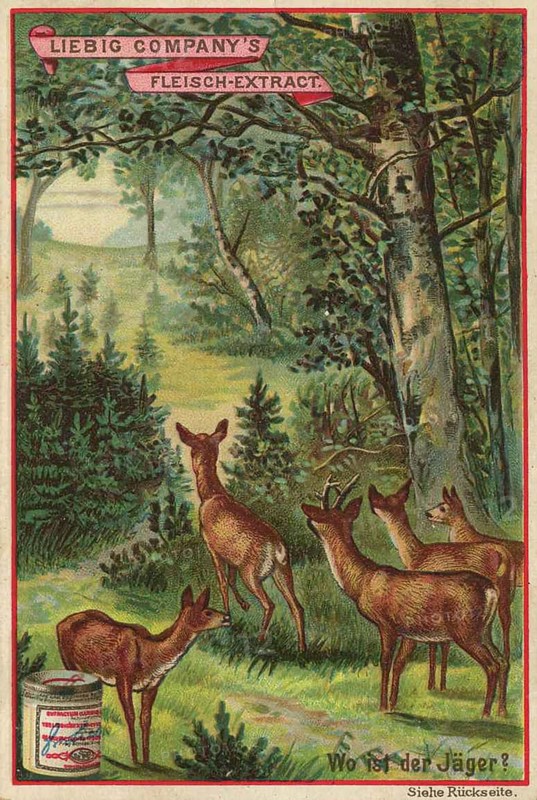 Picture series picture puzzle, where is the hunter, Liebig picture, digitally restored reproduction of a collector's picture from around 1900, public domain, exact date unknown, group of deer standing quietly in a dense, green forest in a peaceful atmosphere