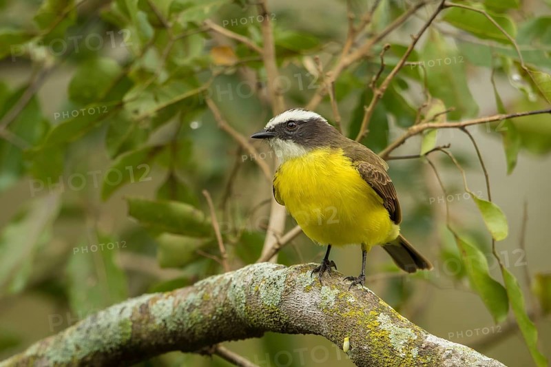 Lesser Kiskadee (Philohydor lictor) perched on a branch, Bolivia