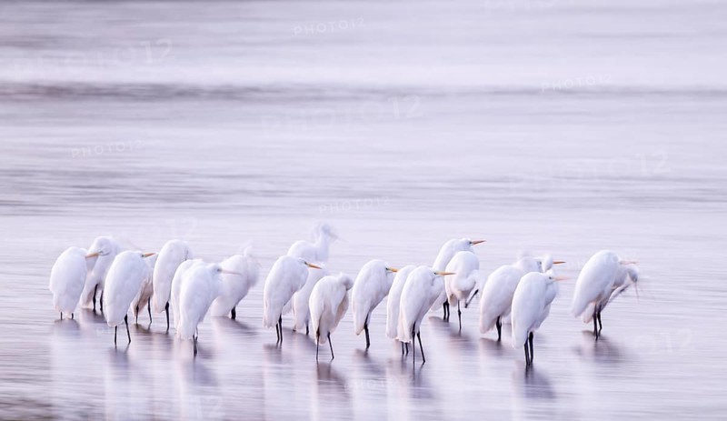 Great White Egret (Ardea alba) many birds are standing in the shallow water zone of a lake in front of sunrise, motion blur, long exposure, dragging, wiping effect, Lower Saxony, Germany
