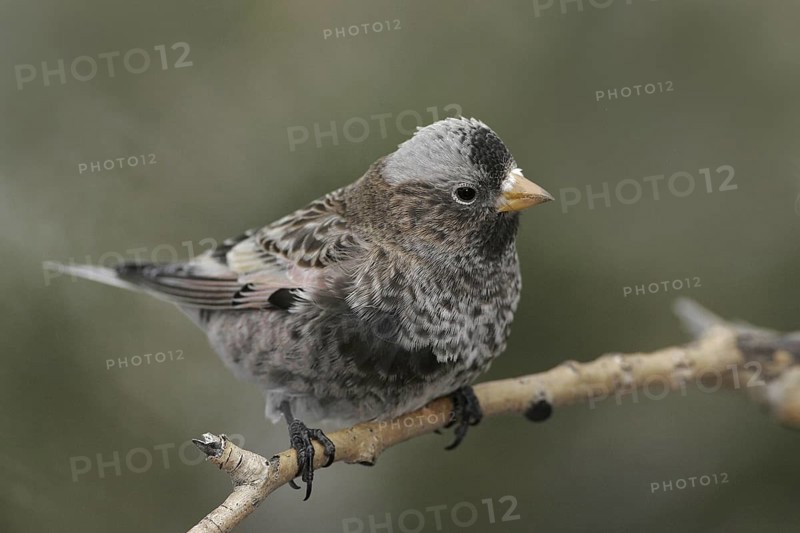 Black Rosy Finch (Leucosticte atrata), New Mexico, USA