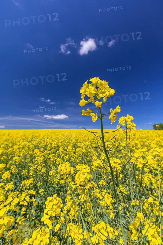 Flowering field of Rapeseed (Brassica napus) on a sunny day with blue sky, green trees and some white clouds