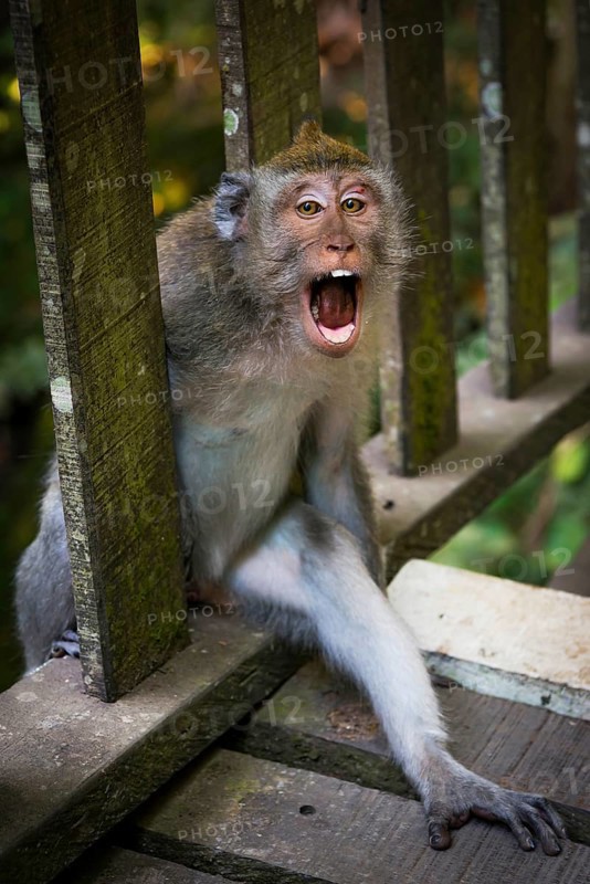 Macaque (Macaca), Aggression, Sacred monkey forest, Ubud, Bali, Indonesia