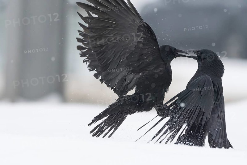Two fighting crows (Corvus corone) in the snow, Hesse, Germany