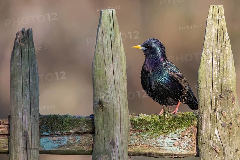 Common Starling (Sturnus vulgaris) perched on a wooden fence, Poland