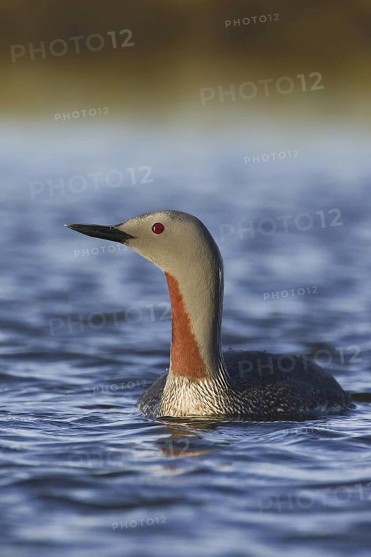 Red-throated Loon (Gavia stellata), Iceland