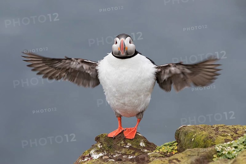 Atlantic Puffin (Fratercula arctica) flapping, Iceland