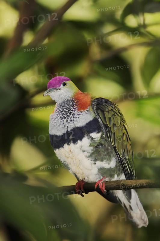 Superb fruit dove (Ptilinopus superbus), male, captive, occurring in Asia and Australia