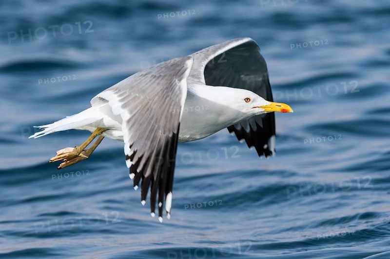 Baraba Gull (Larus fuscus barabensis) flying, Eilat, Israel