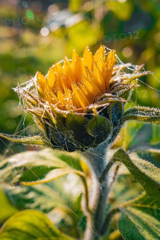 Macro photograph of a sunflower with morning dew and cobwebs in the sunlight, Gechingen, Black Forest, Germany