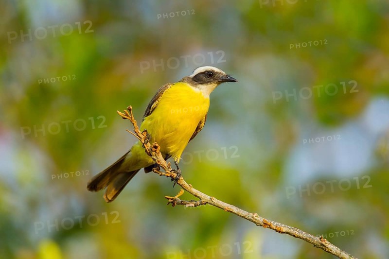Social Flycatcher Myiozetetes similis primulus El Tuito, Jalisco, Mexico 14 June Adult Tyrannidae