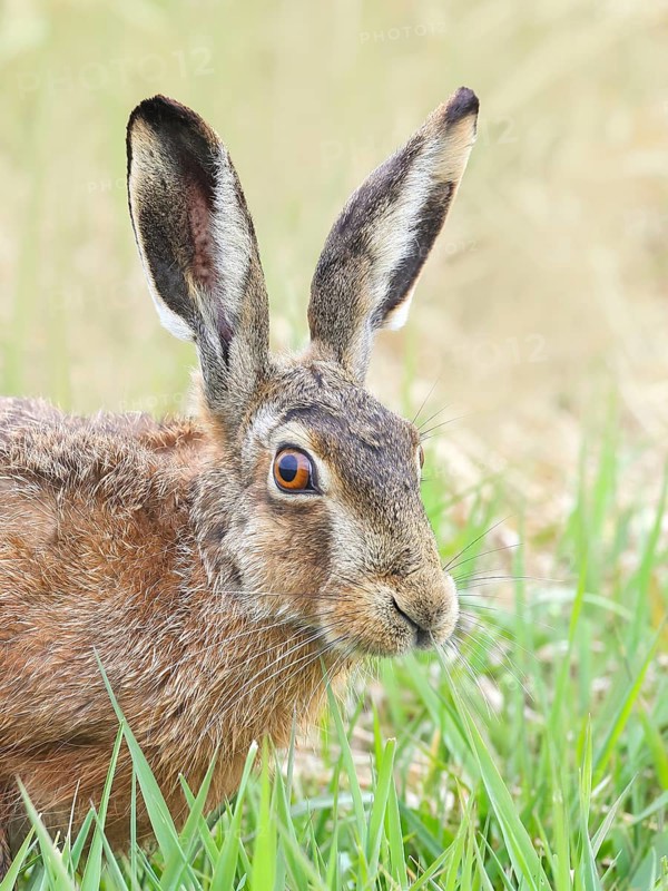 European hare (Lepus europaeus), head portrait, wildlife, animals, mammal, Ochsenmoor, Naturpark Dümmer See, Hüde Lower Saxony, Germany