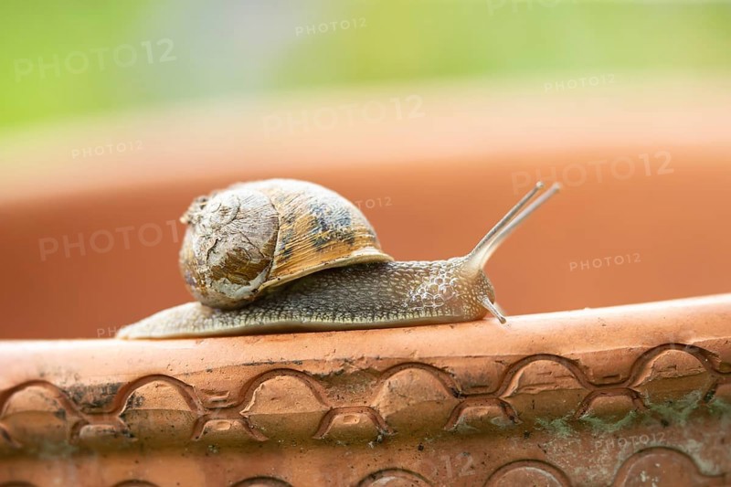 Garden snail (Cornu aspersum) adult gastropod molluscs on a garden plant pot in summer, England, United Kingdom