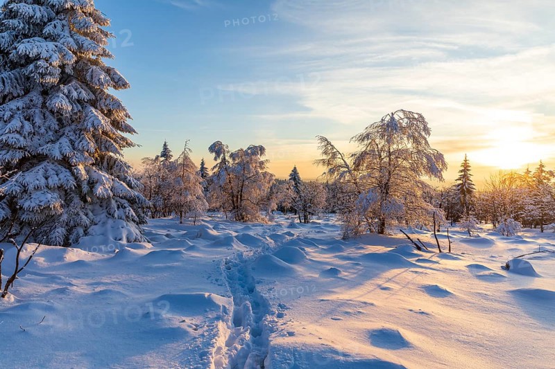 Winter landscape with snow-covered trees and branches covered with hoarfrost on the Erzgebirgskridge at sunset, Zinnwald-Georgenfeld, Altenberg, Osterzgebirge, Saxony, Germany
