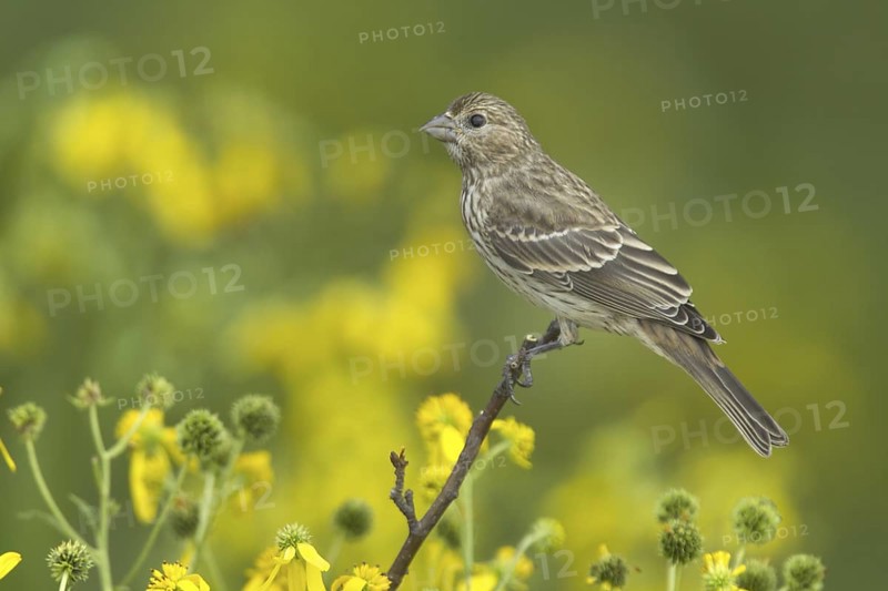 House Finch (Haemorhous mexicanus), Ohio, USA