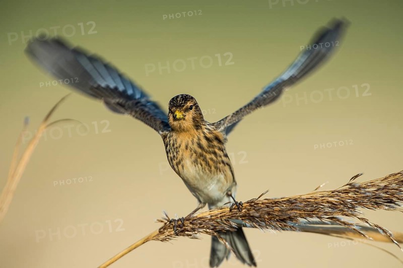 Twite (Linaria flavirostris), Schleswig-Holstein, Germany