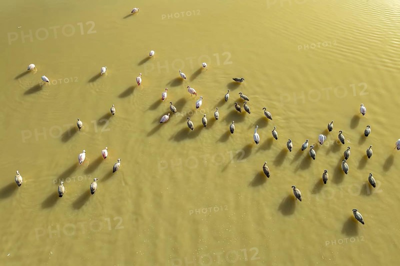 Aerial view of a flock of flamingos gracefully standing in the serene waters of Laguna Grande, Catamarca, Argentina, casting long shadows in the warm sunlight