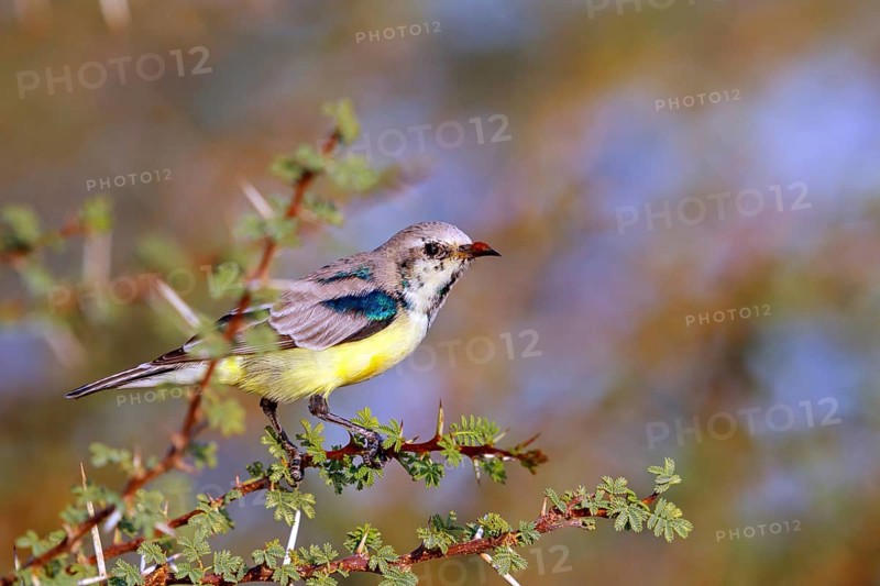Honeybird, (Anthodiaeta metallica), perching bird, honey sucker, family of passerines, animals, birds, Mudday, Salalah, Dhofar, Oman