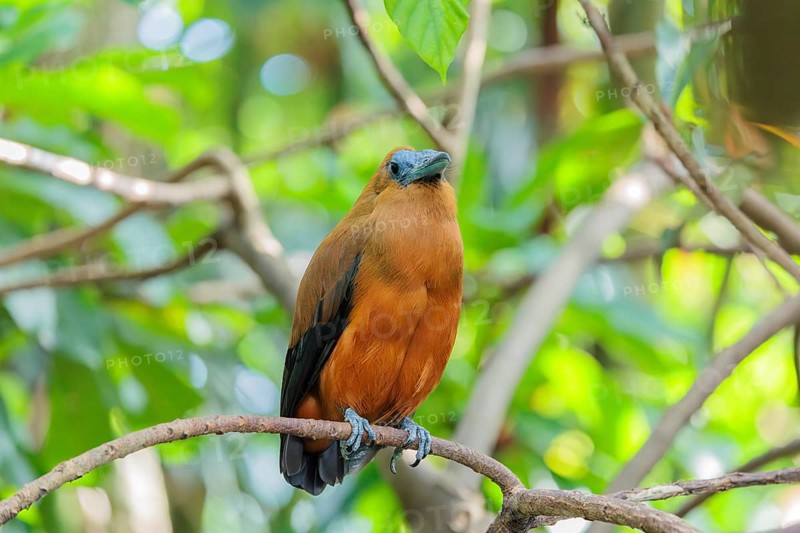 A capuchin bird (Perissocephalus tricolor) sits on a branch in a green tropical forest. It is found in northeastern South America, north of the Amazon and east of the Rio Negro in Colombia, Venezuela, Brazil, and the Guianas