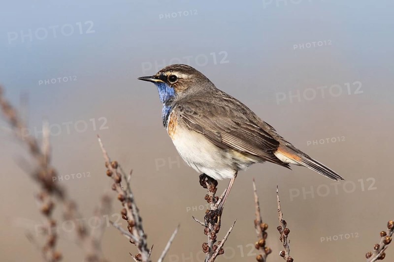 Bluethroat (Luscinia svecica cyanecula) male, Texel, Netherlands