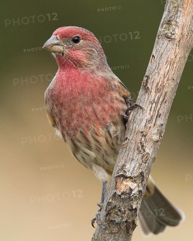 Male House Finch (Haemoneous mexicanus) perched on a branch