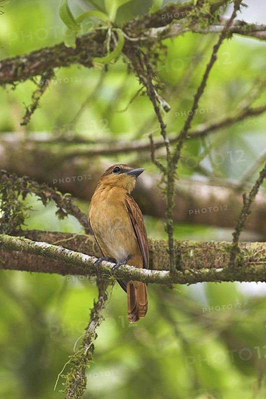 Cinnamon Becard (Pachyramphus cinnamomeus), Costa Rica