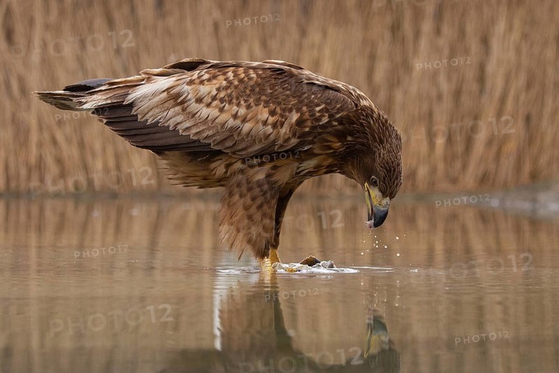 White-tailed Eagle (Haliaeetus albicilla) young bird on an ice rink, Pusztaszer, Hungary