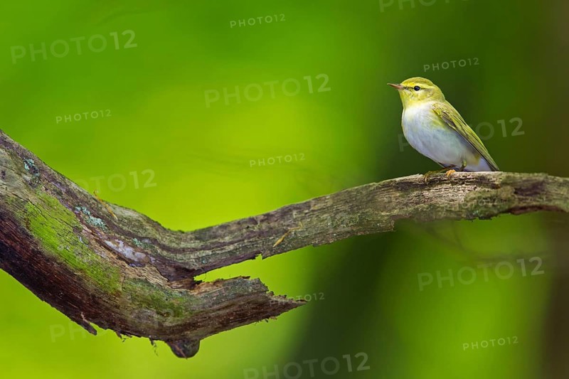 Wood warbler, (Phylloscopus sibilatrix), animals, birds, songbirds, perch, biotope, habitat, foraging, deciduous warbler family, Neustadt an der Weinstrass district, Rhineland-Palatinate, Germany