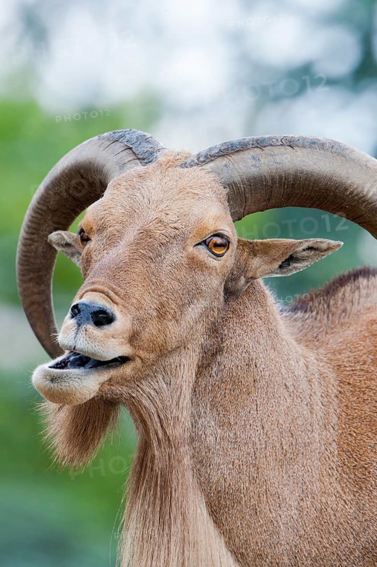 Barbary Sheep (Ammotragus lervia), Stuttgart, Baden-Wuerttemberg, Germany, Europe