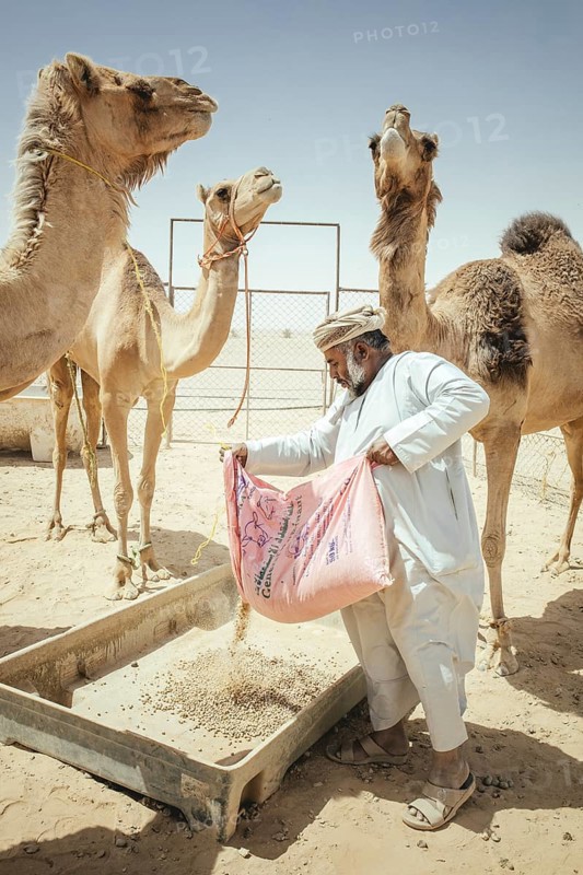 Camel breeder feeding his dromedaries (Camelus dromedarius) on his farm near Shisr, Dhofar, Oman