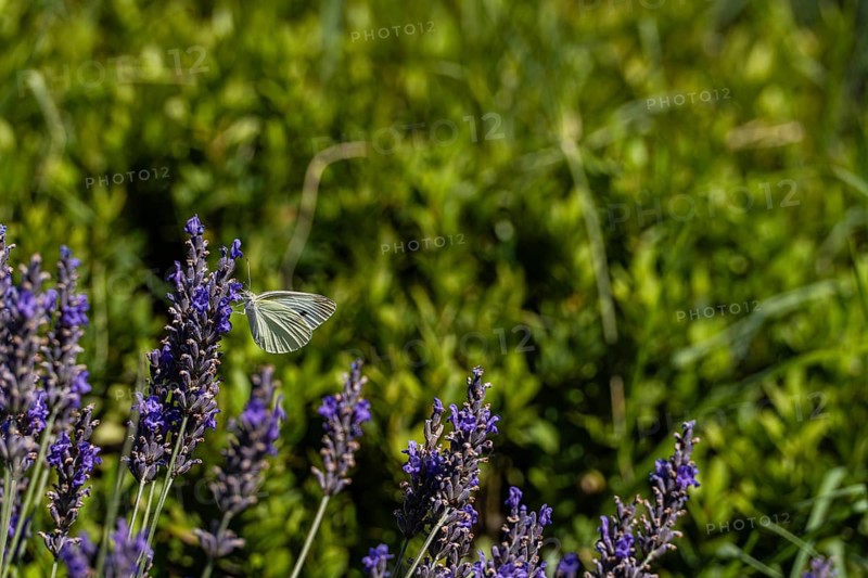 A serene meadow with vibrant lavender adorned by a delicate butterfly. The lush green background highlights the vivid purple of the blossoms and the graceful insect
