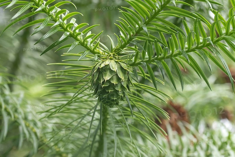 Chinese Norway spruce (Cunninghamia lanceolata), shoot, Weltwald Freising, Germany