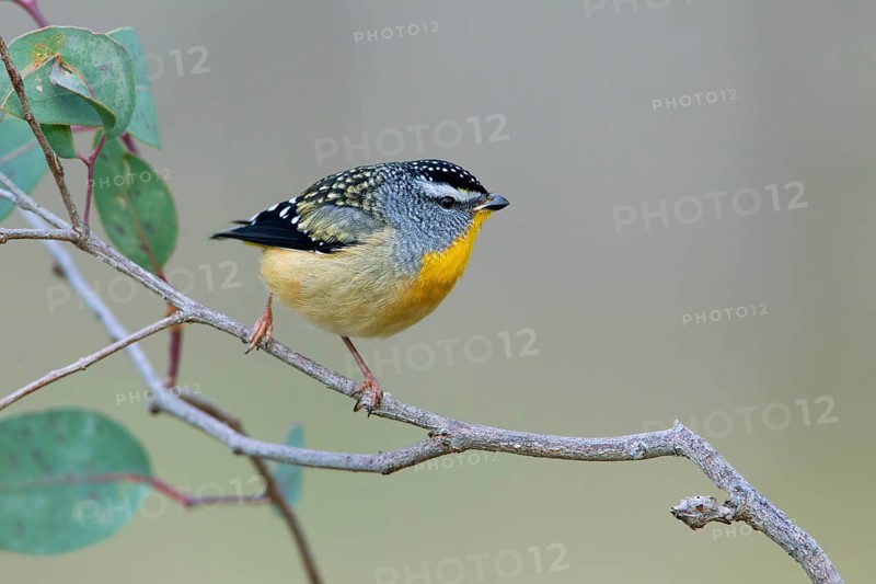 Spotted Pardalote (Pardalotus punctatus) male, Victoria, Australia