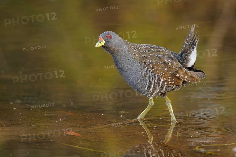 Australian Crake (Porzana fluminea), Western Australia, Australia