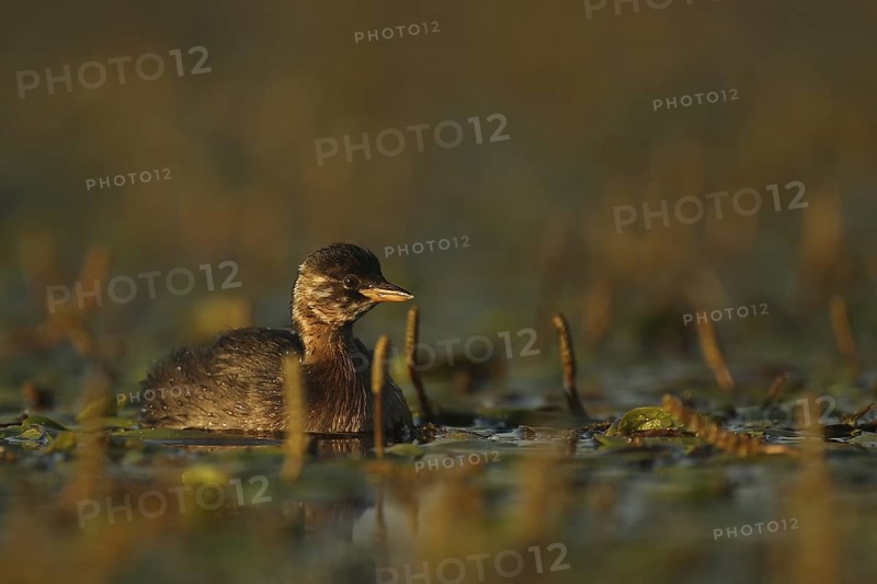 Little Grebe (Tachybaptus ruficollis), Piedmont, Italy
