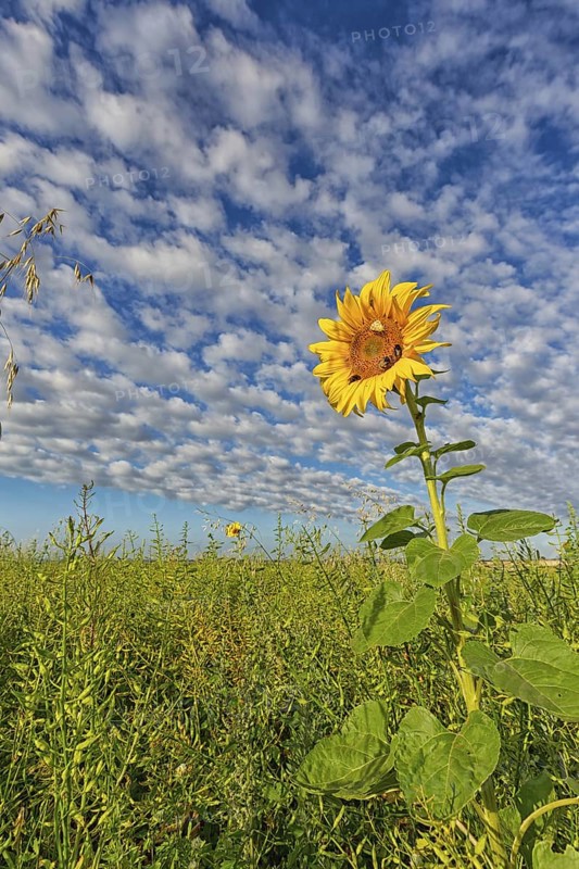 Common sunflower, (Helianthus annuus), flower, plant, blue sky, blossom, flowering, aster family, Plateau Oberflörsheim, district Alzey, Rhineland-Palatinate, Federal Republic of Germany