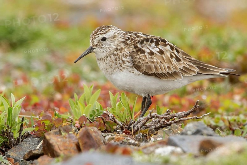 Baird's Sandpiper (Calidris bairdii) perched on the tundra in Nome, Alaska