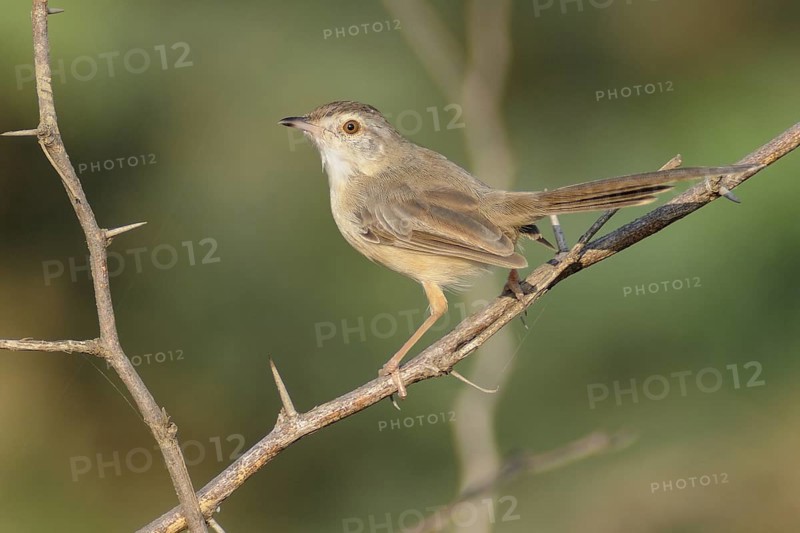 Tawny-flanked Prinia (Prinia subflava), India