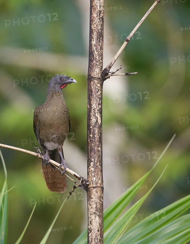 Rufous-vented Chachalaca (Ortalis ruficauda ruficauda), Trinidad and Tobago