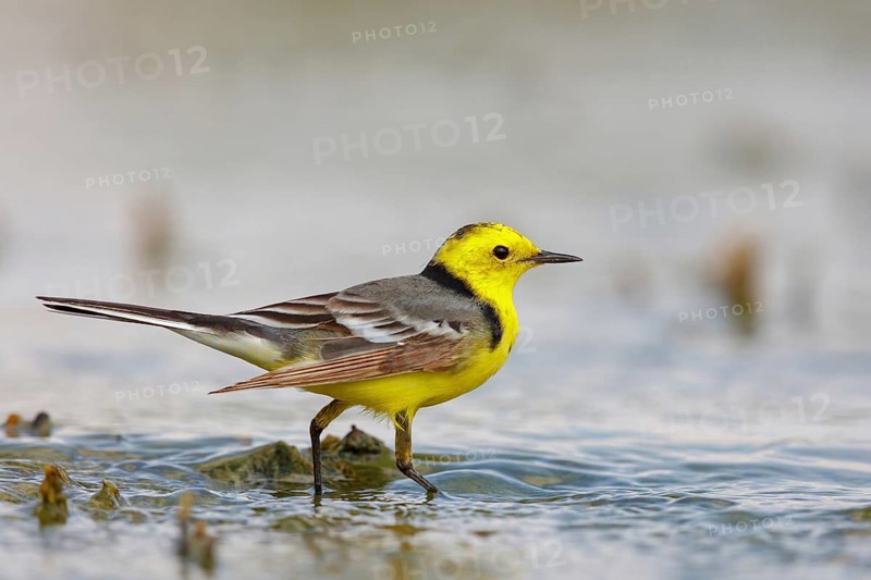 Citrine wagtail, (Motacilla citreola), foraging in a biotope, Middle East, Oman, songbird, family of stilts and pipits, Raysut, Salalah, Dhofar, Oman