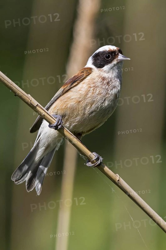 Penduline Tit, (Remiz pendulinus), Rémiz penduline, animals, birds, tits, family of Penduline Tits, Lake Neusiedl, Illmitz, Burgenland, Austria
