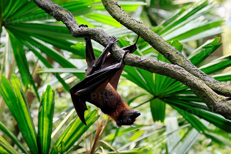 Kalong flying fox (Pteropus vampyrus), adult, climbing, in sleeping tree, during the day, Singapore, Southeast Asia