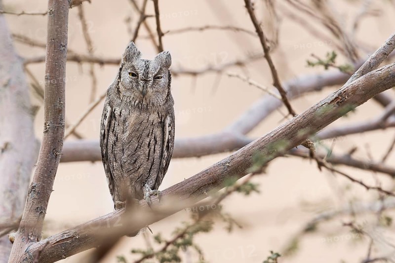 Pallid Scops Owl (Otus brucei), Eilat, Israel