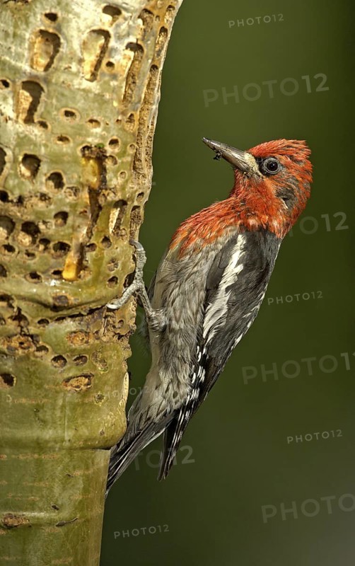 Red-breasted Sapsucker (Sphyrapicus ruber), British Columbia, Canada