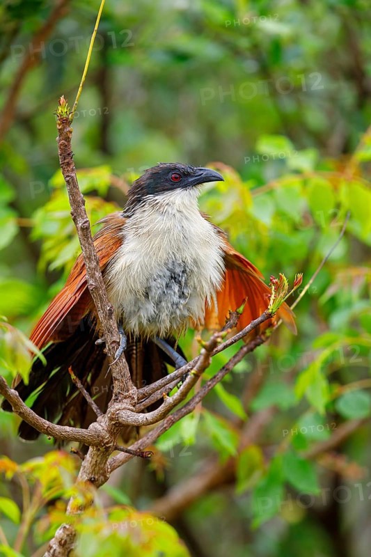 Tiputip, White-browed Coucal, (Burchells Coucal), Centropus superciliosus burchelli, White-browed Spur-winged Cuckoo, animals, birds, iSimangaliso Wetland Park, St. Lucia, KwaZulu-Natal, South Africa